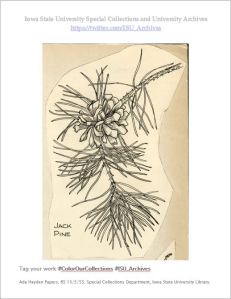 An illustration of a Jack Pine twig and pine cone, by Ada Hayden. RS 13/5/55, Box 5.