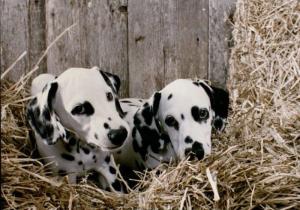 Dalmatian puppies, undated. University Photographs, RS 14/1/N, box 1246.3