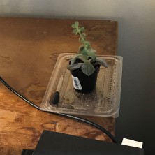Succulent plant sitting on desk